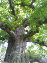 Logan Oak