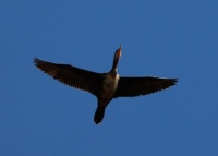 Double-crested Cormorant, Santee Lakes, Santee, California