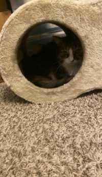 Hansi in His Hidey-Hole