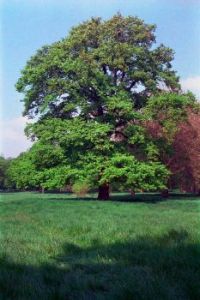 Arbre