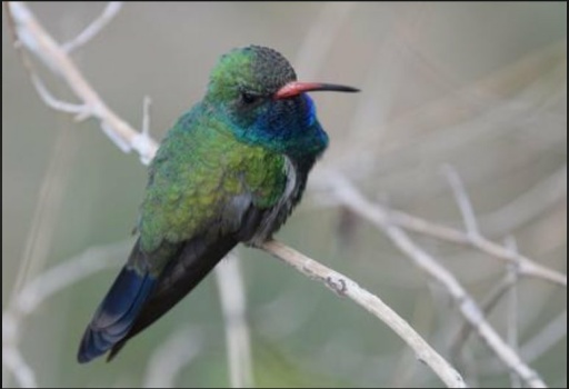 Solve Broad billed Hummingbird jigsaw puzzle online with 24 pieces