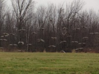 Turkeys in flight