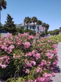 Charleston flowers