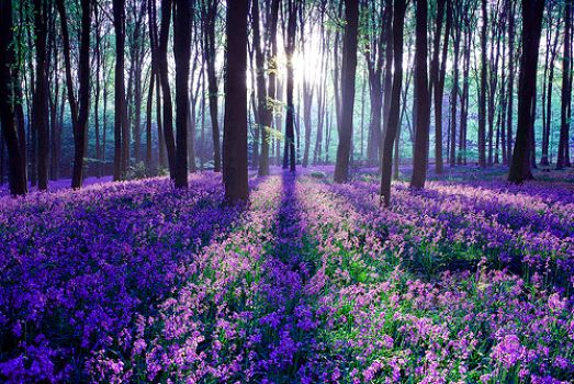 Solve Flower Forest jigsaw puzzle online with 40 pieces