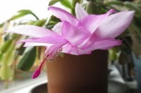My "Christmas"  Cactus bloom....last but not least!