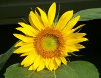 Sassy the Sunflower