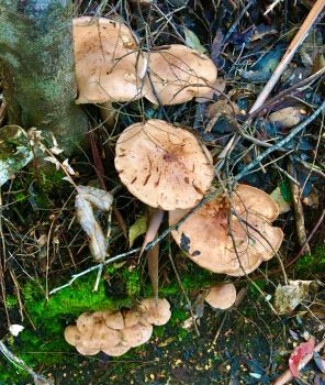 Images of kunanyi - fungi