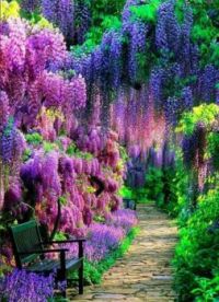 Wisteria Tunnel Kawachi Fuji Garden- Japan