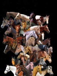 Collage of most of the horses my daughter 'worked with' or 'had/rode'. Smaller post than yesterday, as asked for by 'Raaike',