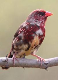 Strawberry Finch