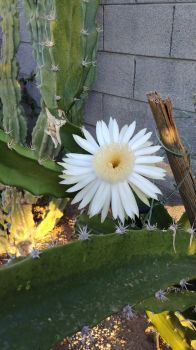 Cactus in Bloom