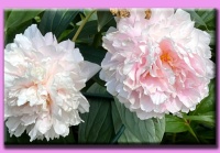 In my brother's garden.  In mijn broers tuin.
