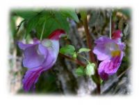 Parrot Flower - a rare Impatiens