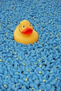 rubber duck