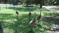 Sandhill Cranes 7-10-25