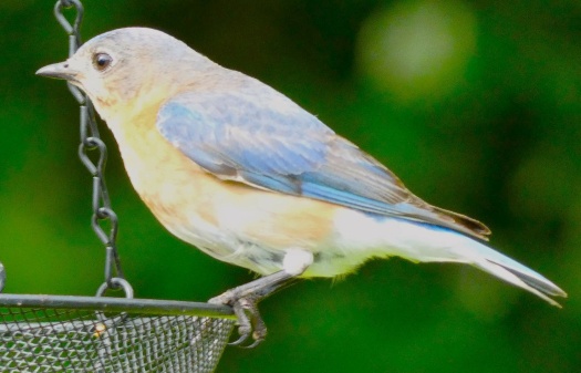 Female Bluebird