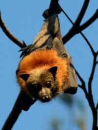grey headed flying fox (fruit bat)