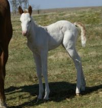Cute little filly