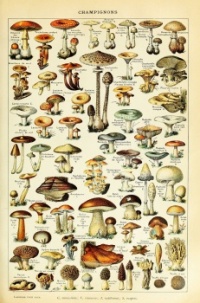 Mushrooms