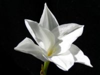 Rain lily (Zephyranthus)