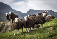 Herdwick Shearlings in Great Langdale, Cumbria, by James Buttenshaw / British Photography Awards