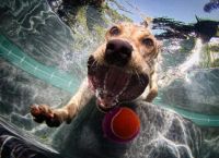Happy Dog in a pool