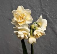 jonquils