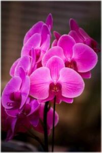 Ian's Orchid