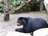 Spectacled Bear Rescue Site