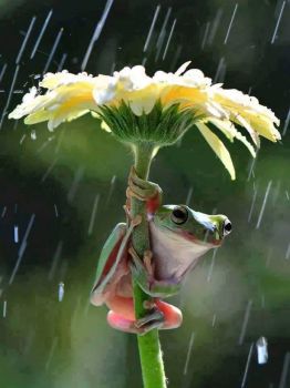 frog and rain