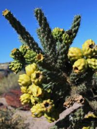 Cactus - Petrified Forest NP