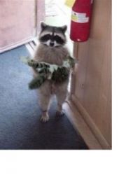 Coon with cat