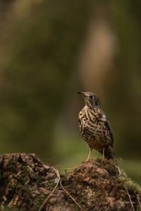 Song Thrush, king of his patch