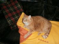 Sunny showing off his reversible blanket