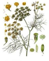 Absinthe #9 - Foeniculum vulgare - ninth in a series