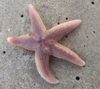 Starfish