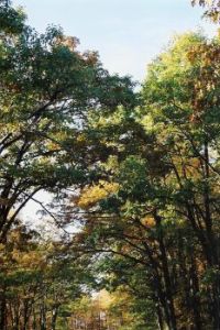 Autumn on Skyline Drive