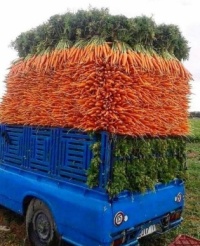 The Carrot King