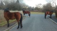 Horses in Brockenhurst