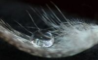 Waterdrop feather.