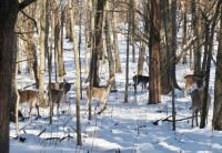 Dozens of deer dotted a snowy hillside . .