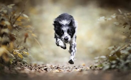 flying/leaping animalsl