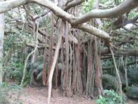 Banyan fig, Lord Howe island