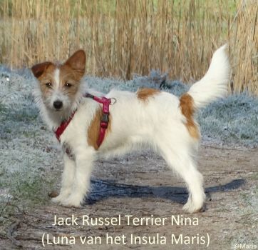 Jack Russel Terrier - Nina