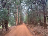 Beautiful Western Australian trees