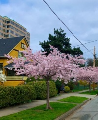 It's cherry blossom time in Victoria BC.