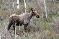 Moose at Pine Creek Pass, Idaho.