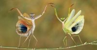 pas de deux?