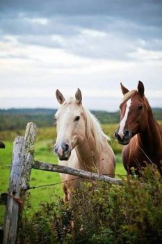 Horses - paarden - les chevaux