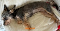 Ginger IMG_1349